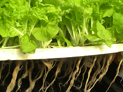 green leafed vegetables thumbnail