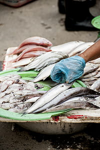 person about to pick a fish thumbnail