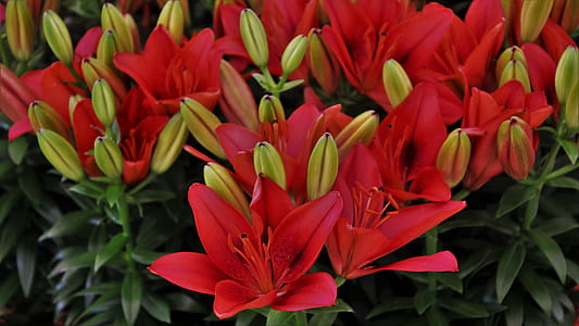 red flowers thumbnail