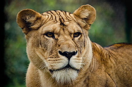 brown lioness closeup photo thumbnail