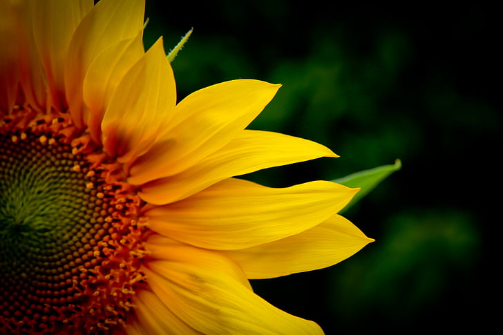 close-up photography of sunflower