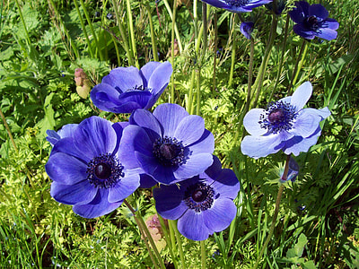 bloomed purple anemone flowers during daytime thumbnail