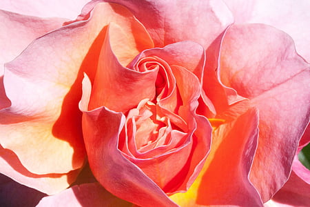 pink rose closeup photography thumbnail