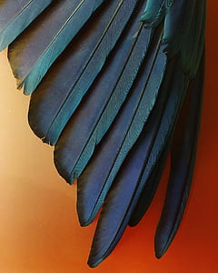 closeup photo of teal feather thumbnail