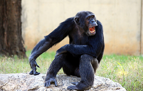 Gorilla sitting on gray rock thumbnail