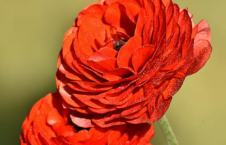 macro shot photo of red flowers thumbnail
