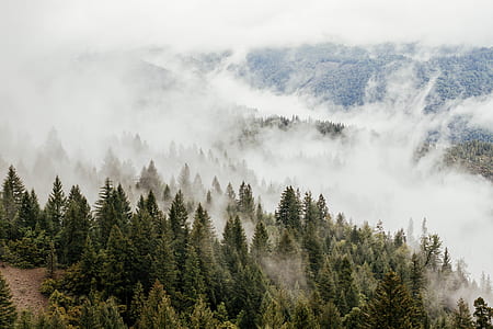 photo of green leafed trees and fog thumbnail