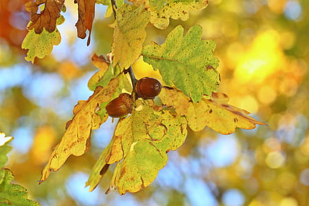selective focus photo of acorn thumbnail