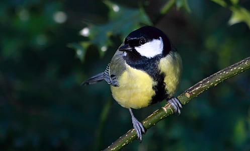 yellow and green tit bird perching on branch thumbnail
