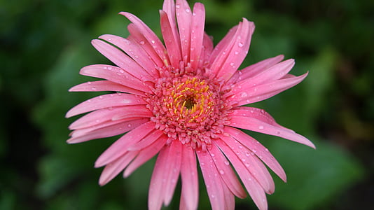 pink flower thumbnail