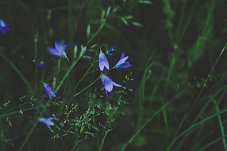 Selective Photo Of Blue And White Petaled Flower thumbnail