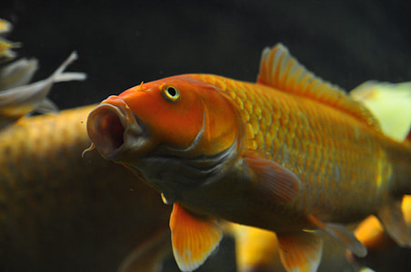 gold carp thumbnail