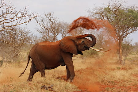 animal, wildlife, elephant, ivory thumbnail