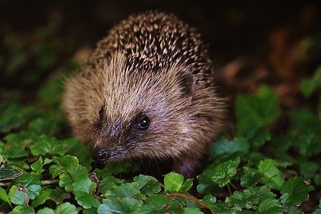 selective focus photography of porcupine thumbnail