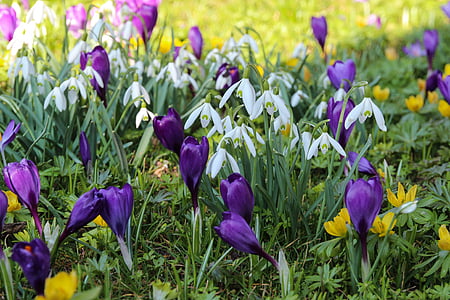 purple petaled flowers thumbnail