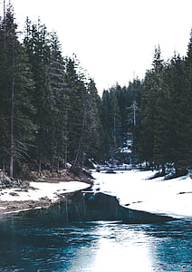 green trees beside body of water thumbnail