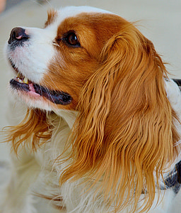 close-up photography of Cavalier King Charles spaniel thumbnail