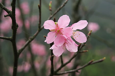 pink flowers thumbnail