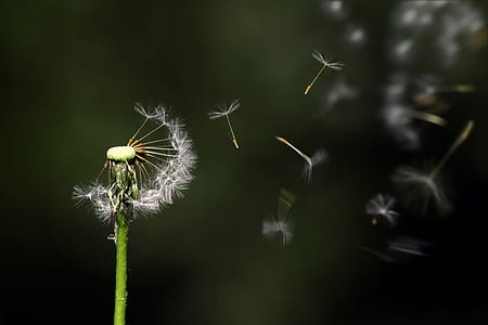 light, nature, flying, plant thumbnail
