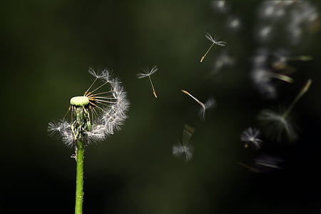 selective focus photography of dandelion flower thumbnail