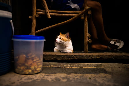 orange and white cat resting under chair thumbnail