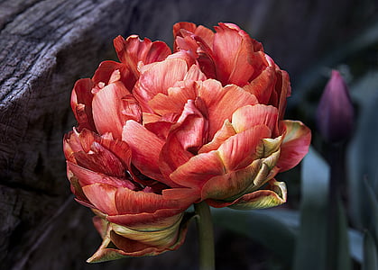 shallow focus photography of red flower thumbnail