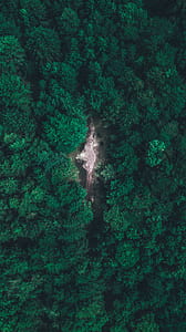green trees thumbnail