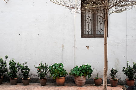brown bare tree near potted green plants beside white building thumbnail