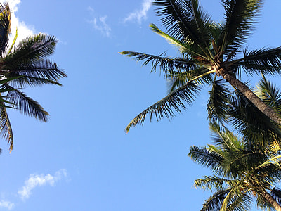 green coconut tree during daytime thumbnail