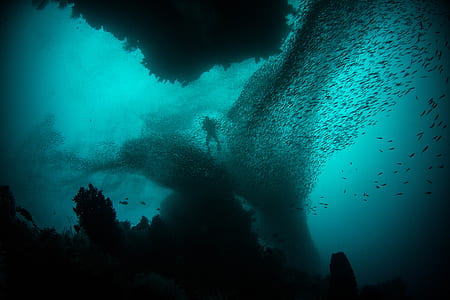 man surrounded by school of fish thumbnail