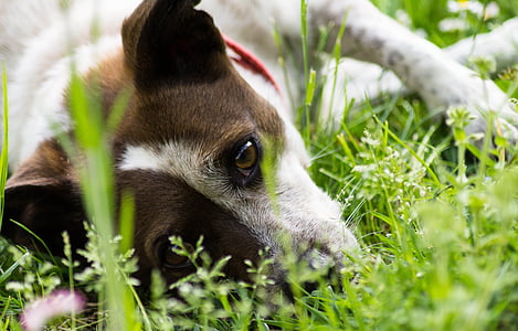 medium short-coated tan and white dog lying on grass field thumbnail