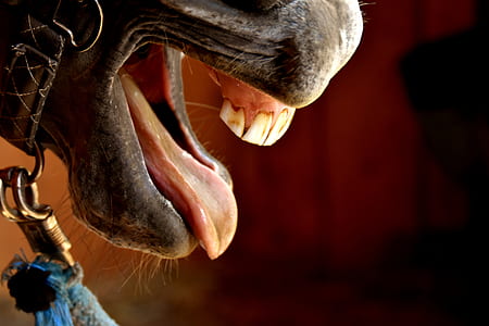 horse, snout, tongue, tooth, funny, cute thumbnail