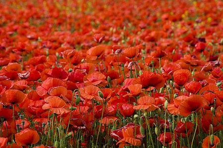 red petaled flowers thumbnail