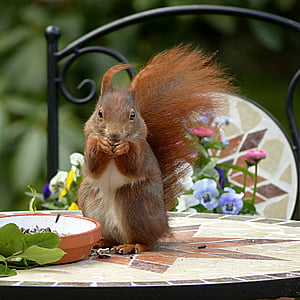 Chipmunk on top of table thumbnail