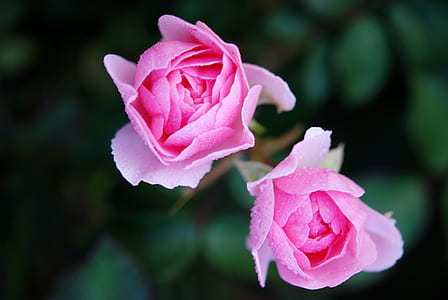 two pink petal flowers thumbnail