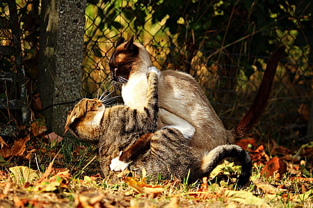 two cats beside mesh link fence thumbnail