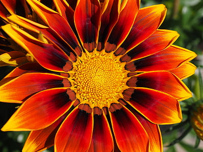 sunflower thumbnail