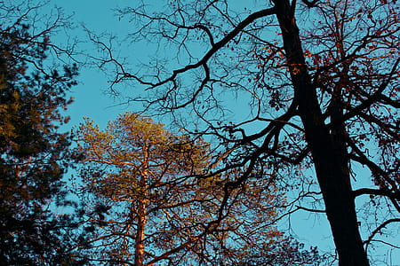 Bare Tree Beside Green Leaves Tree thumbnail