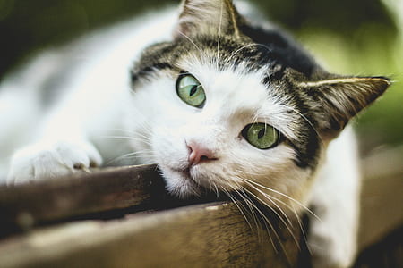 macro shot photography of white and brown tabby cat thumbnail