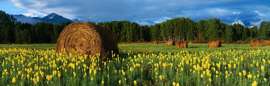 yellow flower field and hay rolls on a field at daytime thumbnail