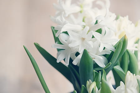 closeup photo of white hyacinth flower thumbnail