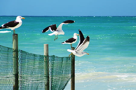 Seagulls Standing on a Wooden Fence Near a Beach thumbnail