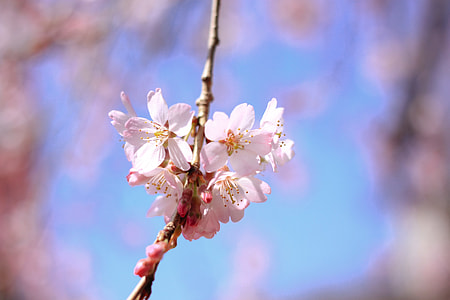 Cherry blossom detail thumbnail