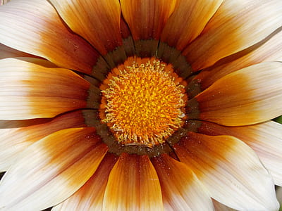 close up photography of sunflower thumbnail