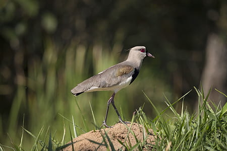 selective focus photo of gray and white lapwing bird perching on brown stone thumbnail