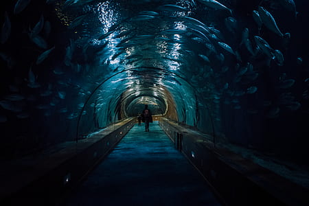 person on fish tunnel thumbnail