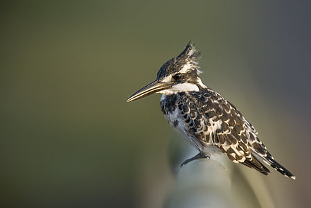 shallow focus photography of hummingbird thumbnail