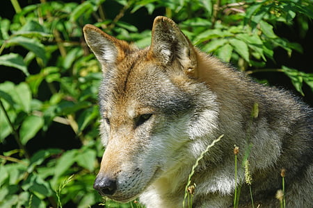 wolf head through plant thumbnail