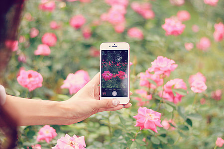 woman taking picture of pink flower field with her red iPhone 7 plus at daytime thumbnail