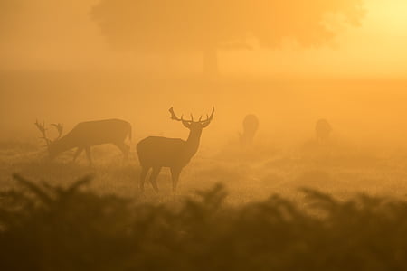 silhouette of moose wallpaper thumbnail